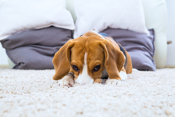 Pet Odor Removal